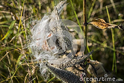 Milkweed Stock Photo